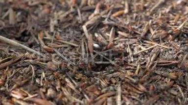 红木蚁在巢上活动.. 春天有红木蚁的花盘